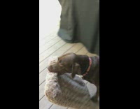 Black Dog Carries Grey Matt Out Onto Wood Porch