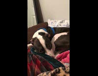 Dog laying in bed scared scolded by woman with sandal