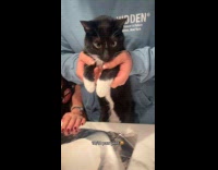 Family putting cats paw prints on Christmas ornament