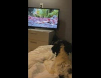 Small black white dog watches squirrels television 