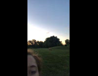 Golden retriever runs across grass field meadow towards girl and crashes in to camera