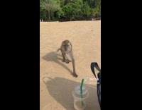 Monkey steals starbucks drink from girl on beach 