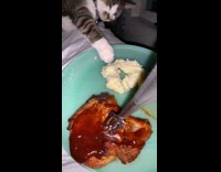 Cat use paw grab mashed potato on plate