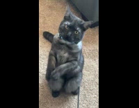 Cat begs with paws together