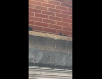 Collab WINY - Pigeon with baby pigeons over store entrance