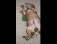 Callab Pets_For_All - Brown dog lay on back green ball