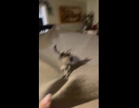 Cat play on carpet lifted by owners