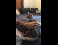 Cat pets guy back on arm