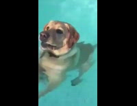 Dog Swims then Stands on Clear Pool