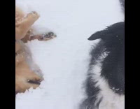 Close up of black white dog camera pans over to brown dog rolling around in grass snow