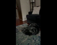 Dog awakens at Daily Dose of Internet Intro