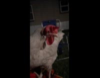 Woman asks chicken to sing for her