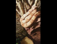 Large brown snake curls up on wood 