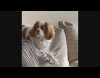 Brown white dog lays on couch cushion