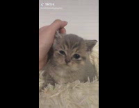Person Pets Teary-Eyed Kitten on Bed