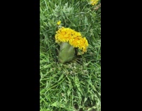 Normal dandelion compared to wide dandelion yard