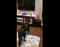 Confused dog gets startled with Christmas decorations
