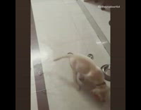 Brown labrador dog as puppy throwback cone 