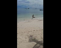 Dog wants to surf barks to owner