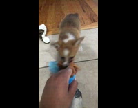 Puppy corgi plays tug-of-war with bear toy