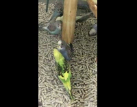 Two parakeet bird fight and pecks each other