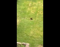 Hedgehog run in circles at the backyard