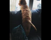 brown dog wags tail while looking out of the window 