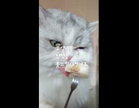 Cat eats melon on fork