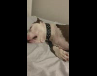 Brown white dog sleeps barks dream bed