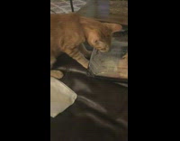 Cat licks plastic food container on couch 