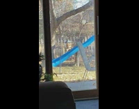 Wild Squirrel hangs on the bird feeder at the backyard