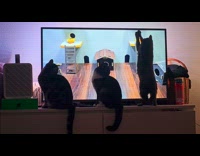 Cat searching for rats behind tv