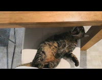 Pet cat lie down and yawns on the dining chair