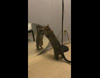 Brown grey cat stands scratches round mirror 