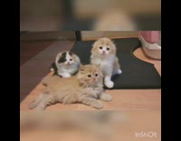 Three kittens move their heads look around