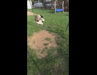 Owner push dog ride on swing playground