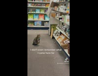 Grey cat with blue collar sitting in middle of aisle of store