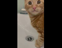 Cat Looks Around while it Plays with Water on Sink
