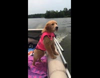 puppy pink life vest boat