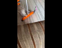 Grey white kitten laundry drying rack 