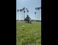 Collab Pets For All - Guy throws tennis ball brown puppy dog