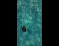 Sea turtle hunts food chase electric ray