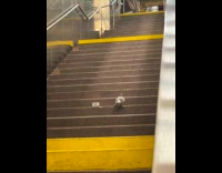 Collab WINY - Pigeon climb up stairs step by step