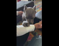 Dog pretends to be sad when owner has to leave 