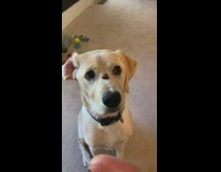 Brown dog blue collar treat on nose 