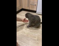 Cat trained to give paws to hand