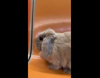 Submitter shows bunny enjoys the train ride