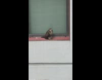 Owl sits on neighbors windowsill 