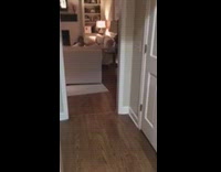 white dog jumping on sofa and running around 