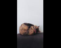 Kitten tumbles flips while playing with tail 